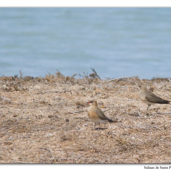 Rotflügel-Brachschwalbe: Tier im Habitat Anderes Meer/Küsten-Habitat in der NatureSpots App