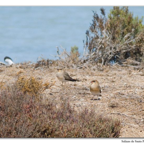 Rotflügel-Brachschwalbe: Tier im Habitat Anderes Meer/Küsten-Habitat in der NatureSpots App