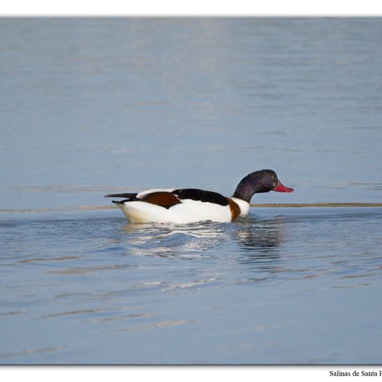 Common Shelduck: Animal in habitat Marine habitat in the NatureSpots App