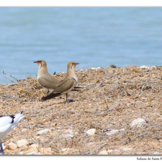 Collared Pratincole: Animal in habitat Marine habitat in the NatureSpots App