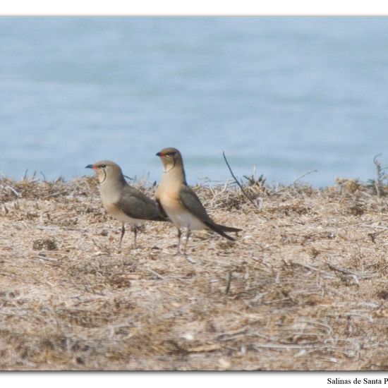 Collared Pratincole: Animal in habitat Marine habitat in the NatureSpots App