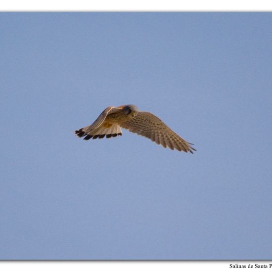 Common Kestrel: Animal in habitat Sandy coast in the NatureSpots App