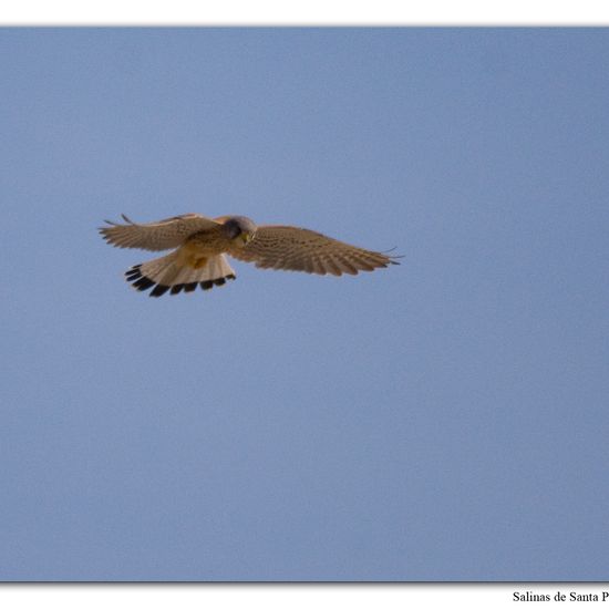 Common Kestrel: Animal in habitat Sandy coast in the NatureSpots App