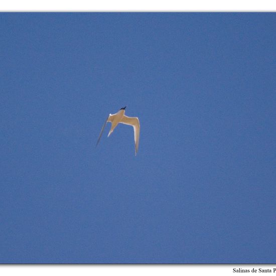 Sandwich Tern: Animal in habitat Sandy coast in the NatureSpots App