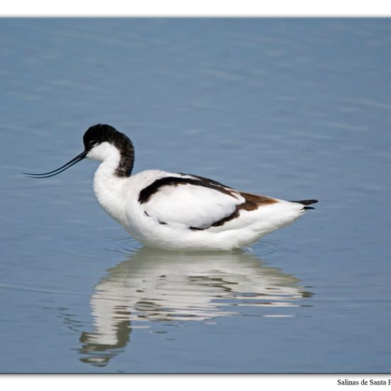 Pied Avocet: Animal in habitat Marine habitat in the NatureSpots App