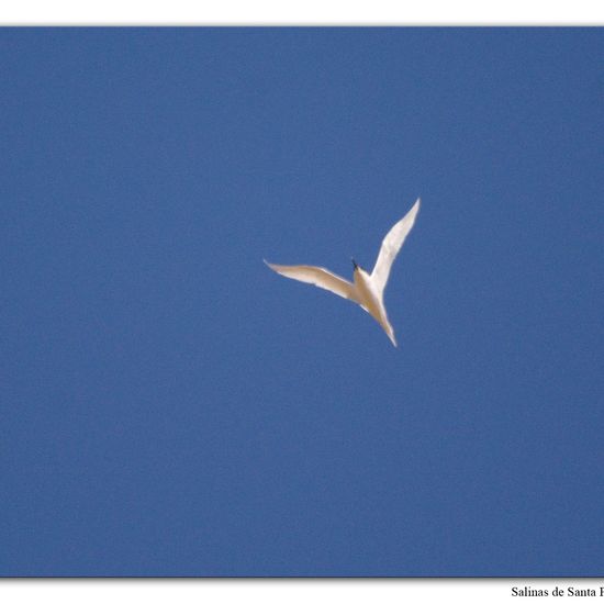 Sandwich Tern: Animal in habitat Sandy coast in the NatureSpots App