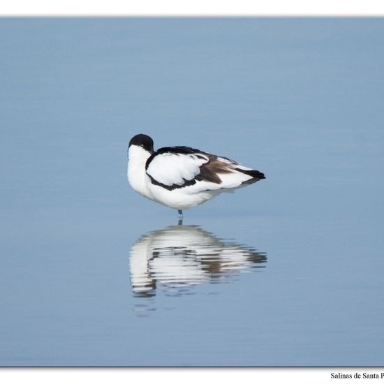 Säbelschnäbler: Tier im Habitat Anderes Meer/Küsten-Habitat in der NatureSpots App