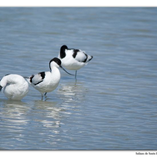 Pied Avocet: Animal in habitat Marine habitat in the NatureSpots App