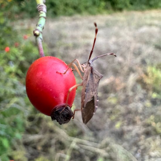 Braune Randwanze: Tier im Habitat Grasland und Büsche in der NatureSpots App