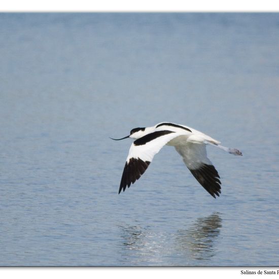 Säbelschnäbler: Tier im Habitat Anderes Meer/Küsten-Habitat in der NatureSpots App