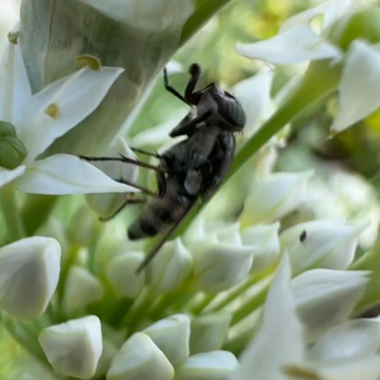 Stomorhina lunata: Tier im Habitat Garten in der NatureSpots App