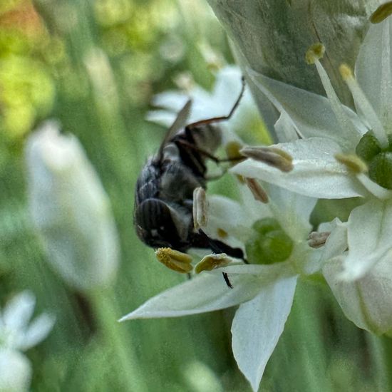 Stomorhina lunata: Animal in habitat Garden in the NatureSpots App