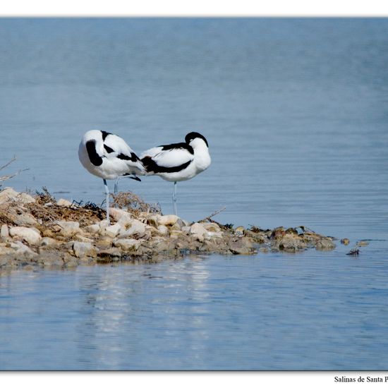 Rotflügel-Brachschwalbe: Tier im Habitat Anderes Meer/Küsten-Habitat in der NatureSpots App