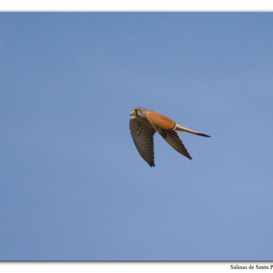 Common Kestrel: Animal in habitat Sandy coast in the NatureSpots App