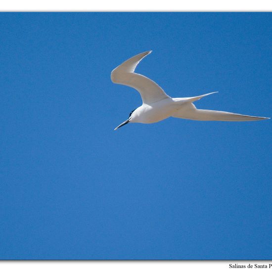 Sandwich Tern: Animal in habitat Sandy coast in the NatureSpots App