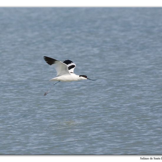 Pied Avocet: Animal in habitat Marine habitat in the NatureSpots App