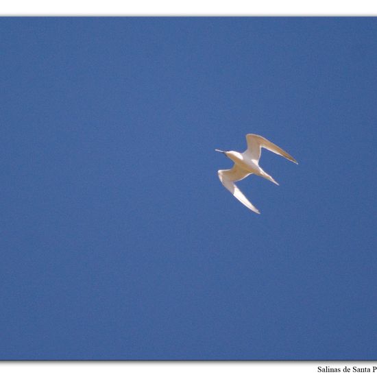 Sandwich Tern: Animal in habitat Sandy coast in the NatureSpots App