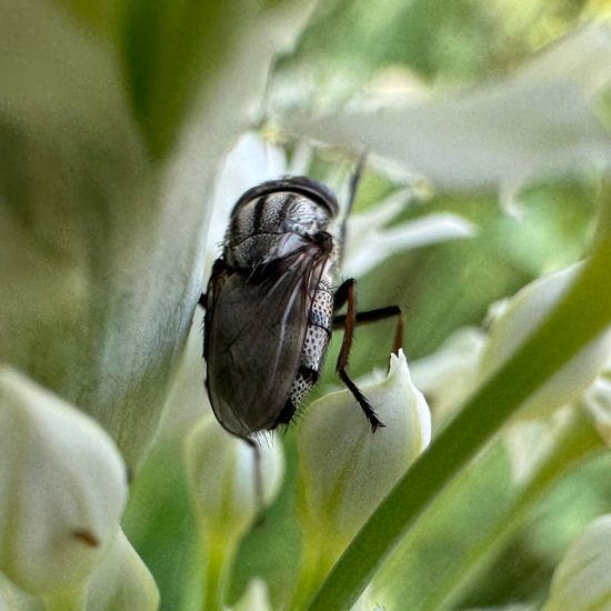 Stomorhina lunata: Tier im Habitat Garten in der NatureSpots App