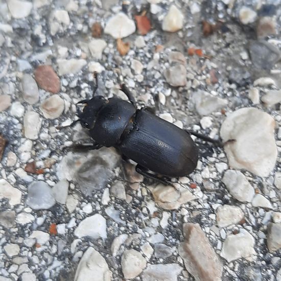 Dorcus parallelipipedus: Animal in habitat City and Urban in the NatureSpots App