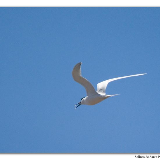 Sandwich Tern: Animal in habitat Sandy coast in the NatureSpots App