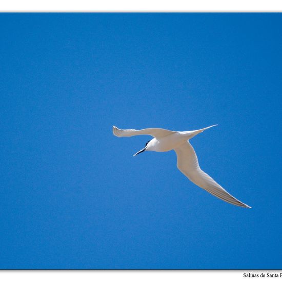 Sandwich Tern: Animal in habitat Sandy coast in the NatureSpots App