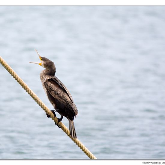 Great Cormorant: Animal in habitat Marine habitat in the NatureSpots App