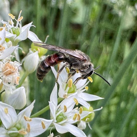 Lasioglossum nigripes: Animal in habitat Garden in the NatureSpots App