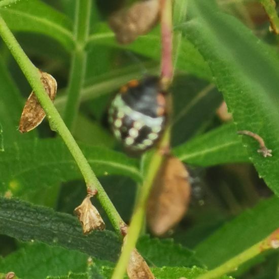 Eine unbekannte Art: Tier im Habitat Stadt und Garten in der NatureSpots App