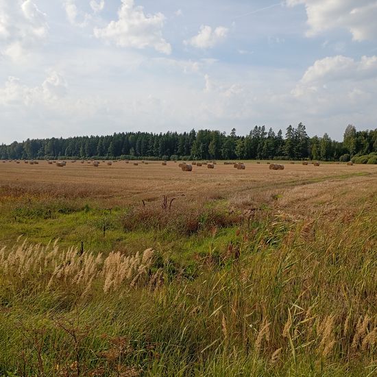 Landschaft: Grasland und Büsche in der NatureSpots App