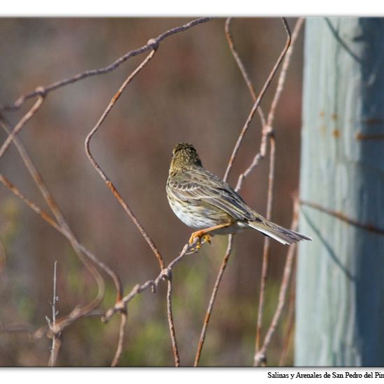 Meadow pipit: Animal in habitat Sandy coast in the NatureSpots App