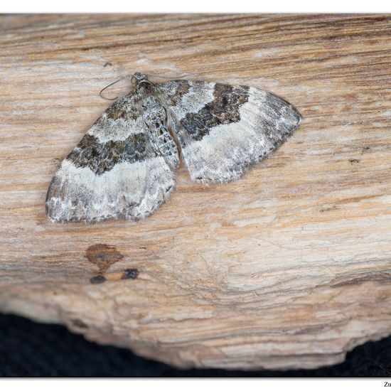 Graubinden-Labkrautspanner: Tier im Habitat Innenraum in der NatureSpots App