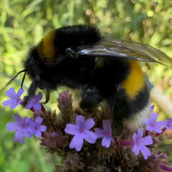 Dunkle Erdhummel: Tier im Habitat Garten in der NatureSpots App