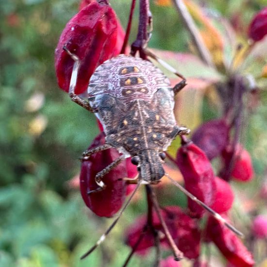 Marmorierte Baumwanze: Tier im Habitat Grasland und Büsche in der NatureSpots App