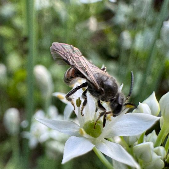 Lasioglossum nigripes: Animal in habitat Garden in the NatureSpots App