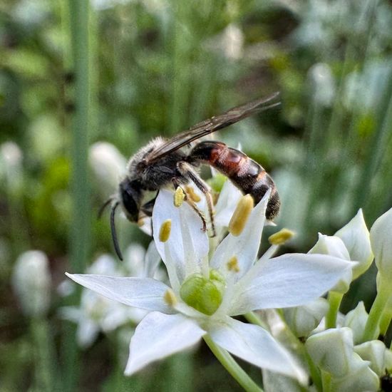 Lasioglossum nigripes: Animal in habitat Garden in the NatureSpots App