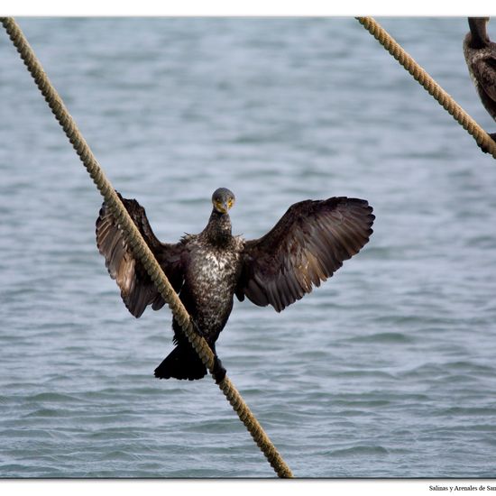 Great Cormorant: Animal in habitat Marine habitat in the NatureSpots App