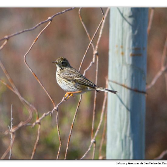 Wiesenpieper: Tier im Habitat Sandküste in der NatureSpots App