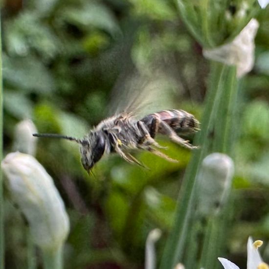 Dialictus: Tier im Habitat Garten in der NatureSpots App