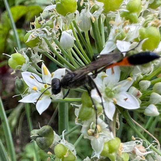 Ammophila sabulosa: Animal in habitat Garden in the NatureSpots App