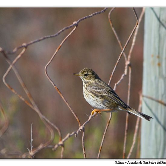 Meadow pipit: Animal in habitat Sandy coast in the NatureSpots App