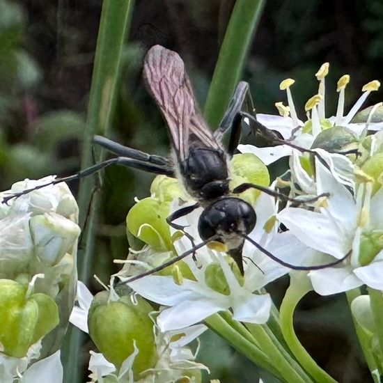 Ammophila sabulosa: Animal in habitat Garden in the NatureSpots App