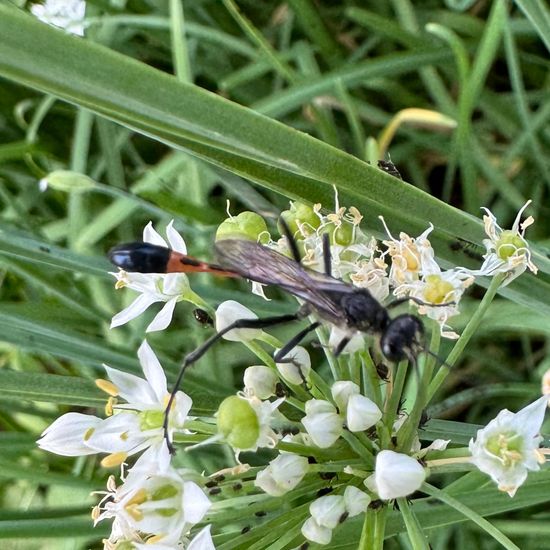 Gemeine Sandwespe: Tier im Habitat Garten in der NatureSpots App