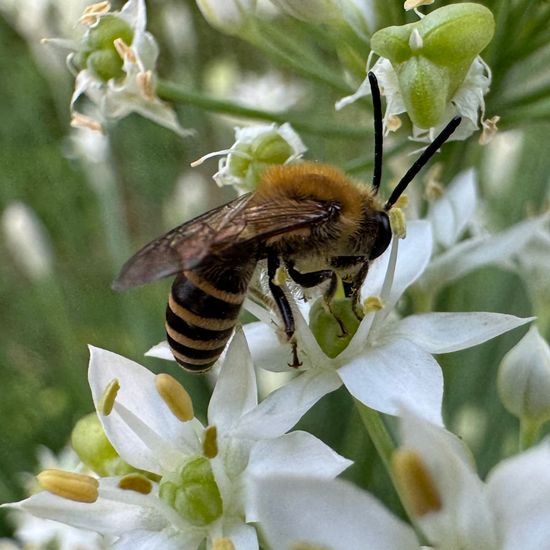 Efeu-Seidenbiene: Tier im Habitat Garten in der NatureSpots App