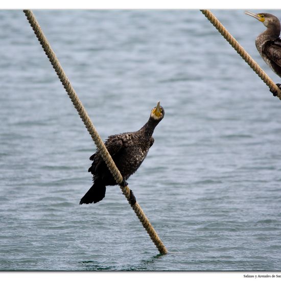 Great Cormorant: Animal in habitat Marine habitat in the NatureSpots App