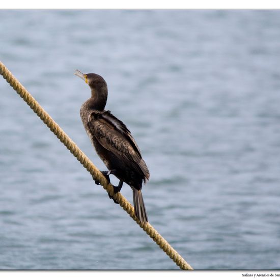 Great Cormorant: Animal in habitat Marine habitat in the NatureSpots App