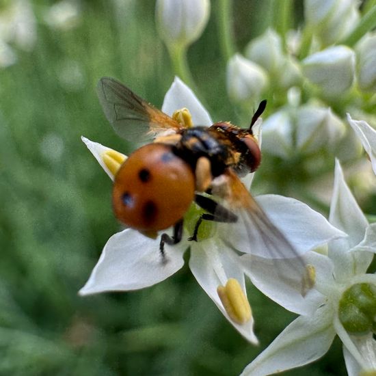 Gymnosoma rotundatum: Tier im Habitat Garten in der NatureSpots App