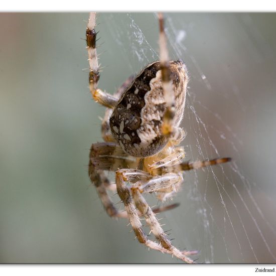 Gartenkreuzspinne: Tier im Habitat Garten in der NatureSpots App