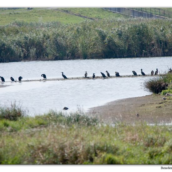 Kormoran: Tier im Habitat Sumpf in der NatureSpots App