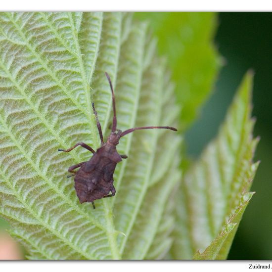 Lederwanze: Tier im Habitat Park in der NatureSpots App