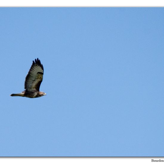 Common Buzzard: Animal in habitat Swamp in the NatureSpots App